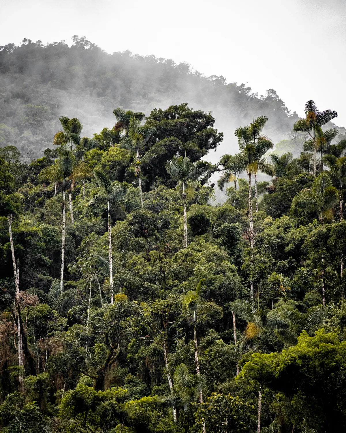 Explore Manaus, the gateway to the Amazon rainforest, where you can experience vibrant wildlife, the meeting of the rivers, and rich cultural attractions.