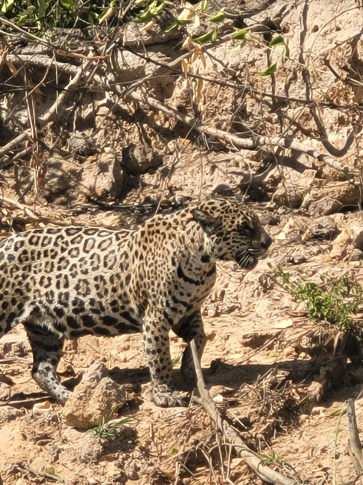 Visit North Pantanal, a wildlife haven in Brazil, renowned for jaguar sightings, boat safaris, and diverse ecosystems. Perfect for nature enthusiasts and adventure seekers.