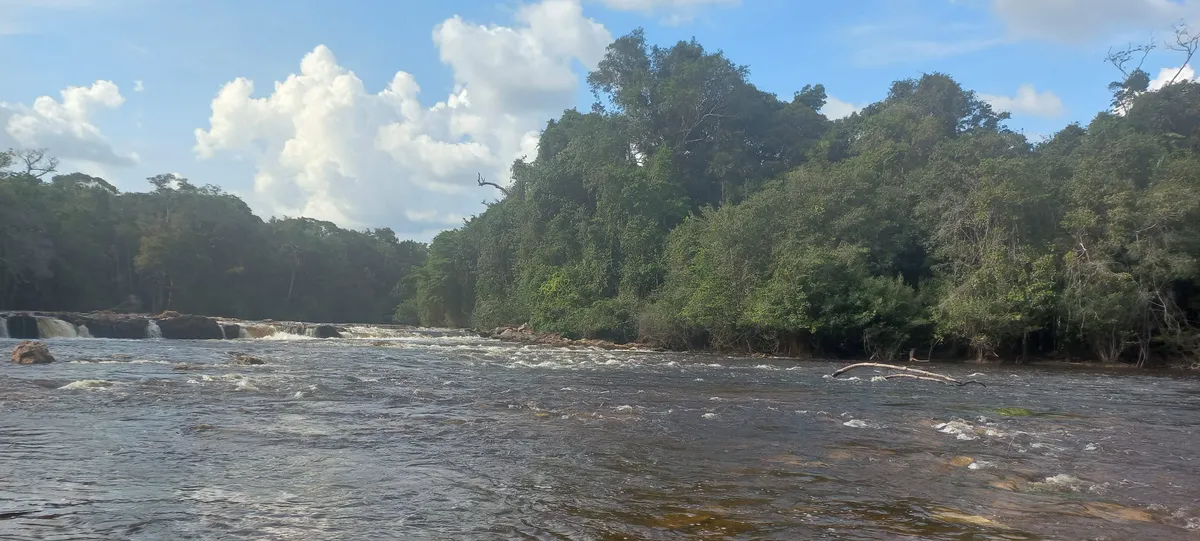 Picture of a river with forest in the background.