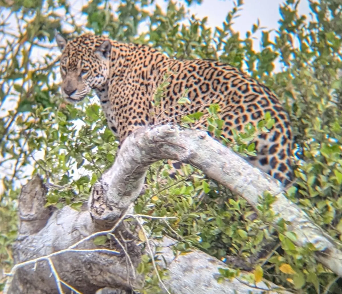 A jaguar in the Pantanal wetlands